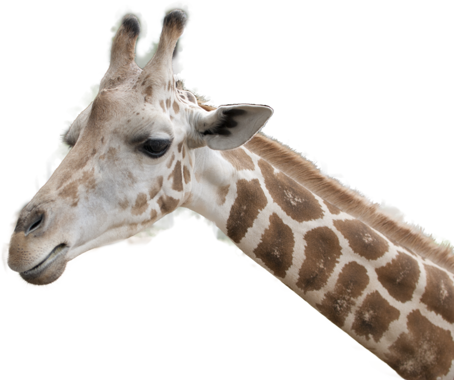 Giraffe Head Png (900x754), Png Download