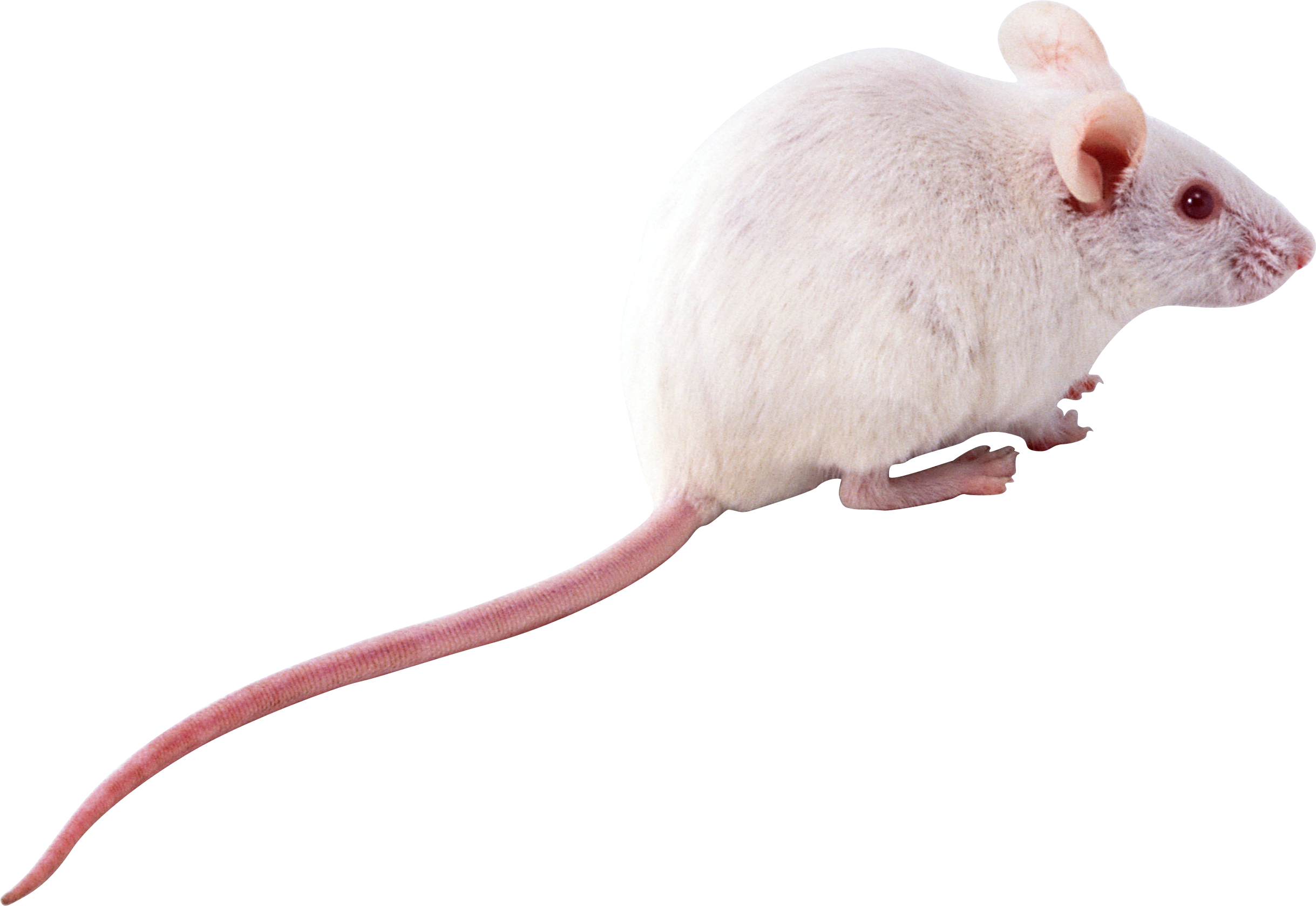 Мышь Пнг (2438x1678), Png Download