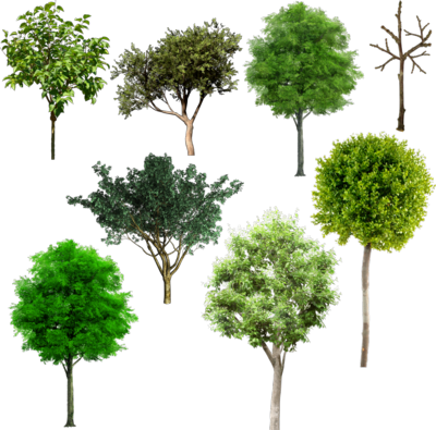 Tree Plan Png Browse > Flowers & Trees > Tree Mix Psd - Alberi Psd (400x395), Png Download