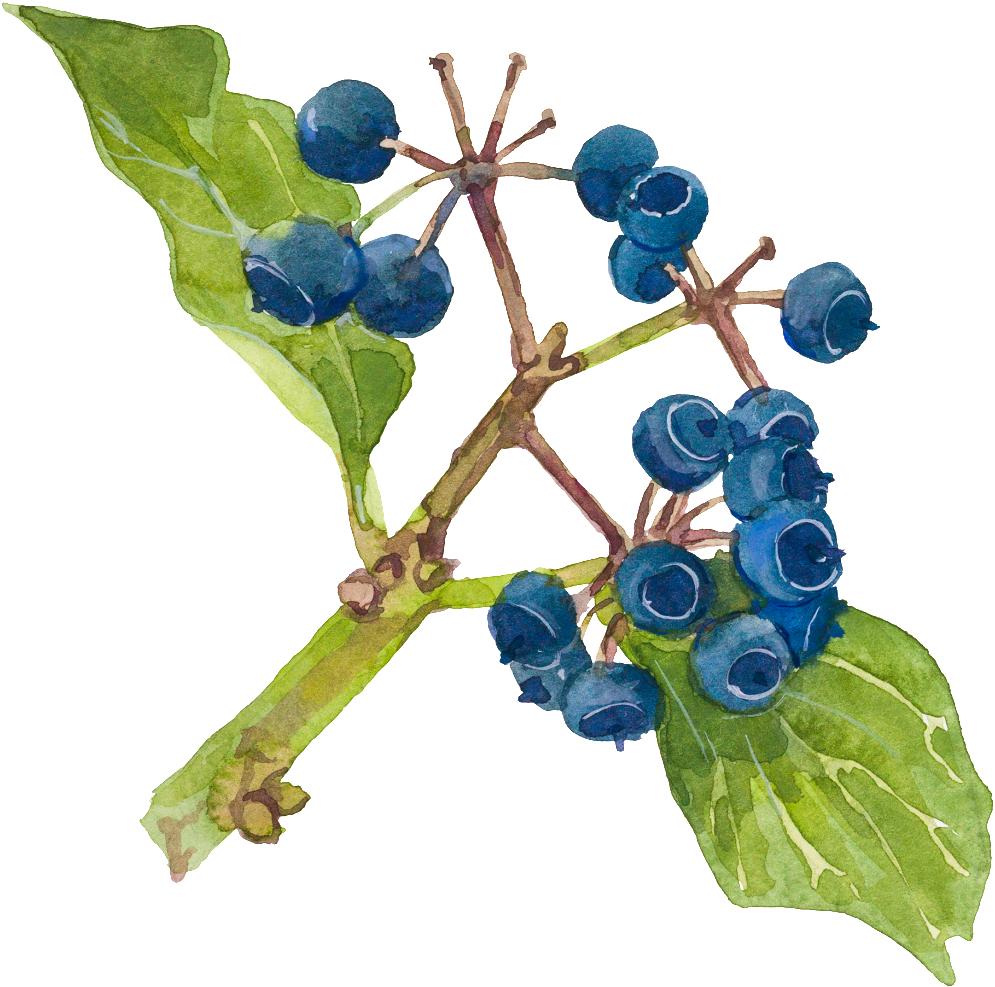 Hand Painted Watercolor Blueberry Decorative Transparent - Watercolor Painting (1024x1014), Png Download