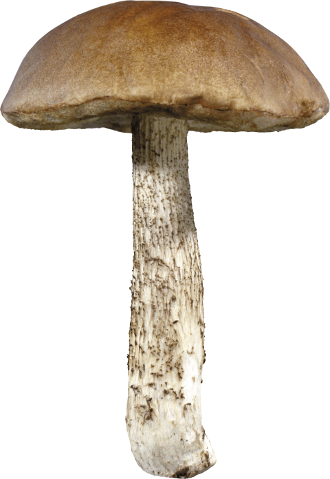 Free Png Mushroom Png Images Transparent - Mushroom With Transparent Background (480x697), Png Download