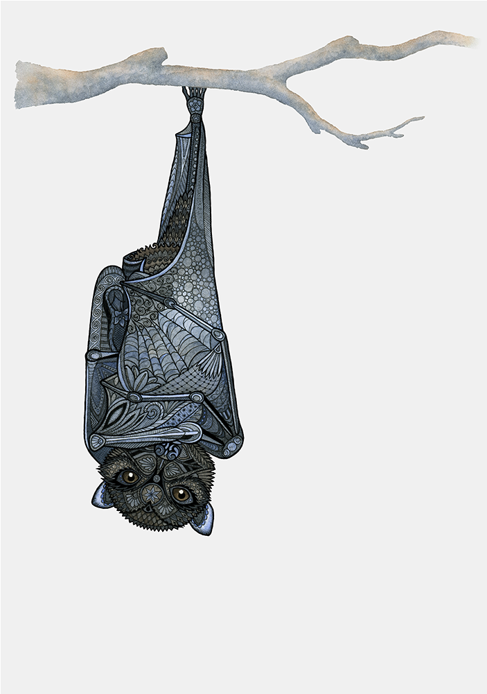 Inquisitive Bat Wonders Why You're Upside-down - Iphone (1000x1000), Png Download