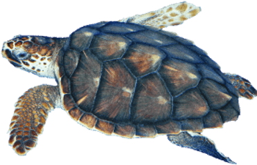 Sea Turtle Transparent Png - Turtle With No Background (400x400), Png Download