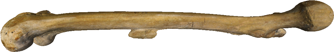 Bone Png - Human Bones Png (1366x614), Png Download