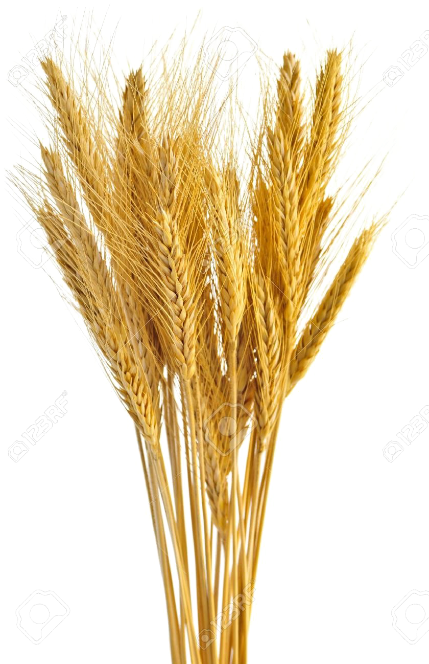 Wheat Transparent - Bunch Of Wheat (863x1300), Png Download