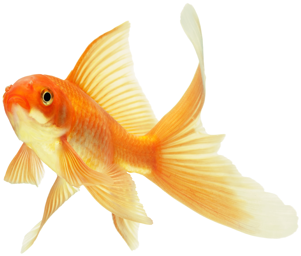304 Images About Overlays / Transparents On We Heart - Caring For Your Gold Fish: How To Care For Your Goldfish (1189x1035), Png Download