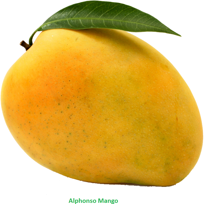 Mango Drawing Colouring - Mango Png (800x800), Png Download