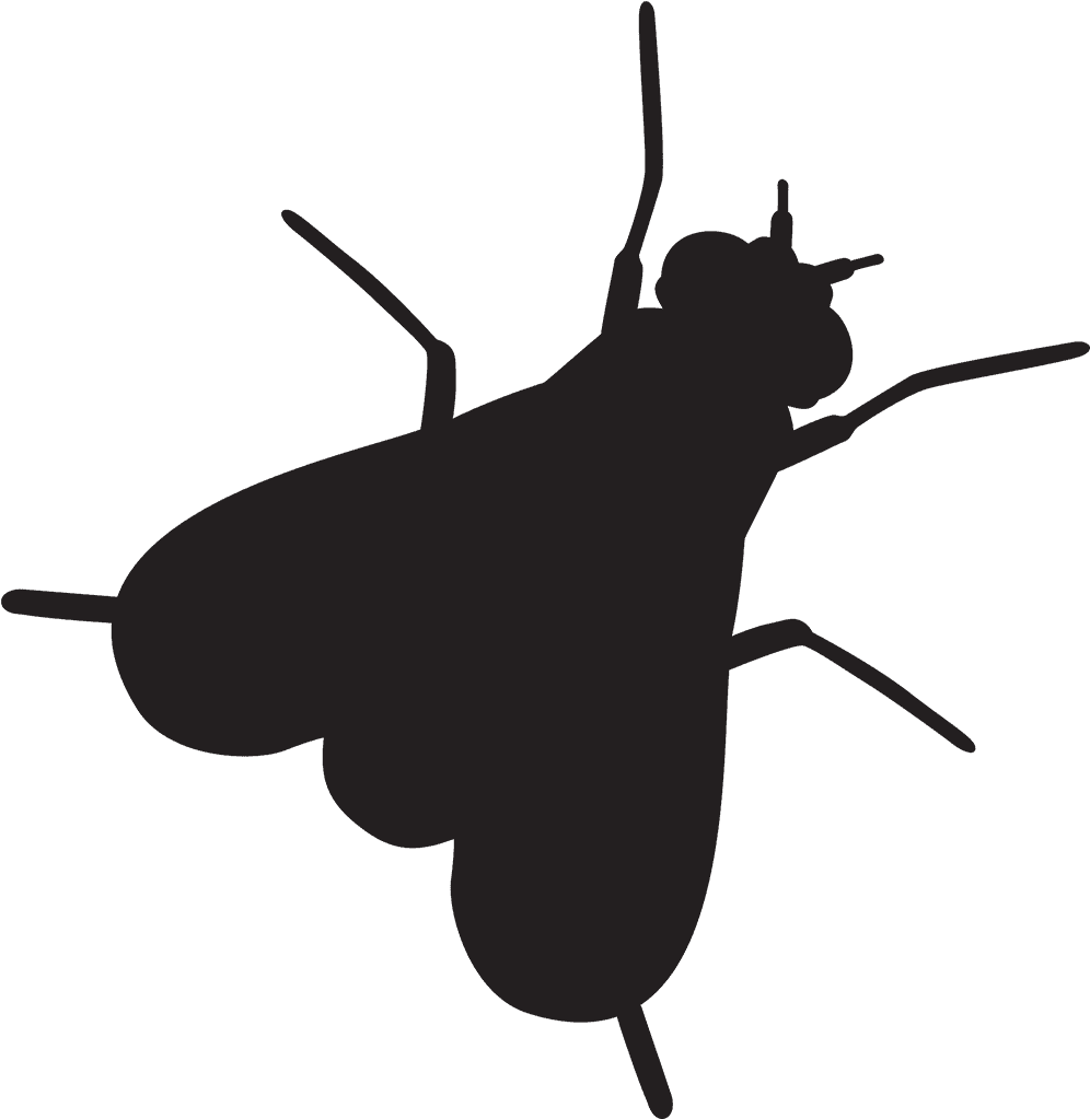 Flies - Fly Insect Shower Curtain (1109x1080), Png Download