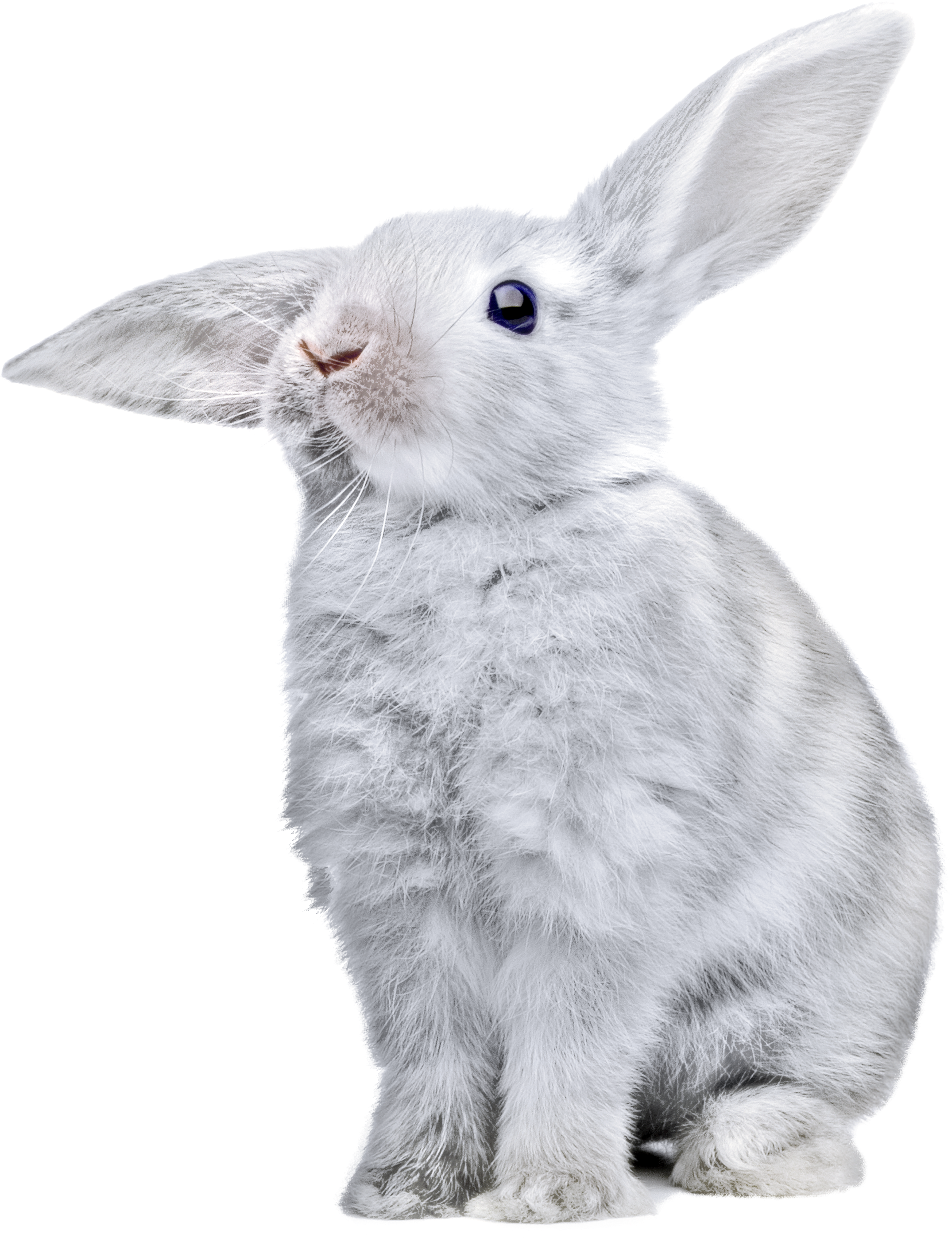 White Rabbit Png Image - Rabbit Transparent (2453x2870), Png Download