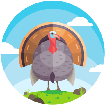 Beautiful Turkey Vector - Domesticated Turkey (700x490), Png Download