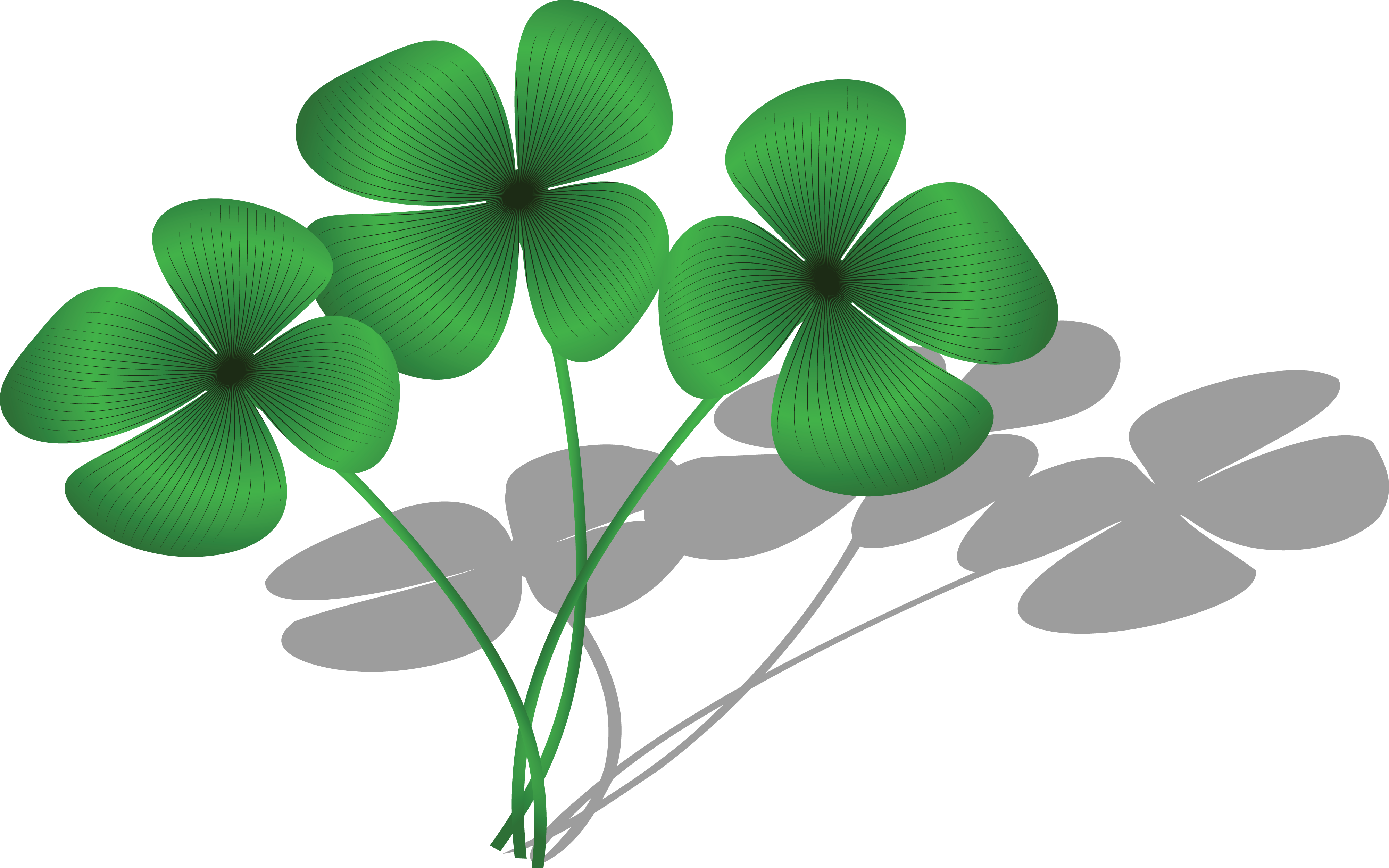 Free Clipart Of A Trio Of Four Leaf Clovers And Shadows - Group Of 4 Leaf Clover (4000x2500), Png Download