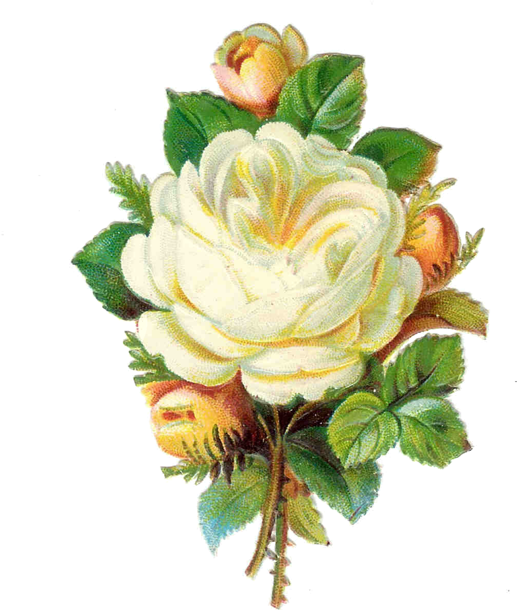 White Rose Png Images Pictures - Clip Art Vintage White Roses (1231x1590), Png Download
