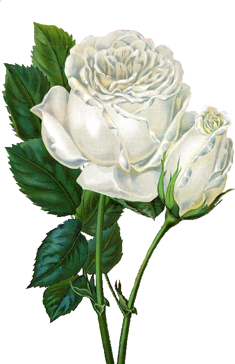 White Rose Clipart Vintage - Rose Background Simple White (528x760), Png Download