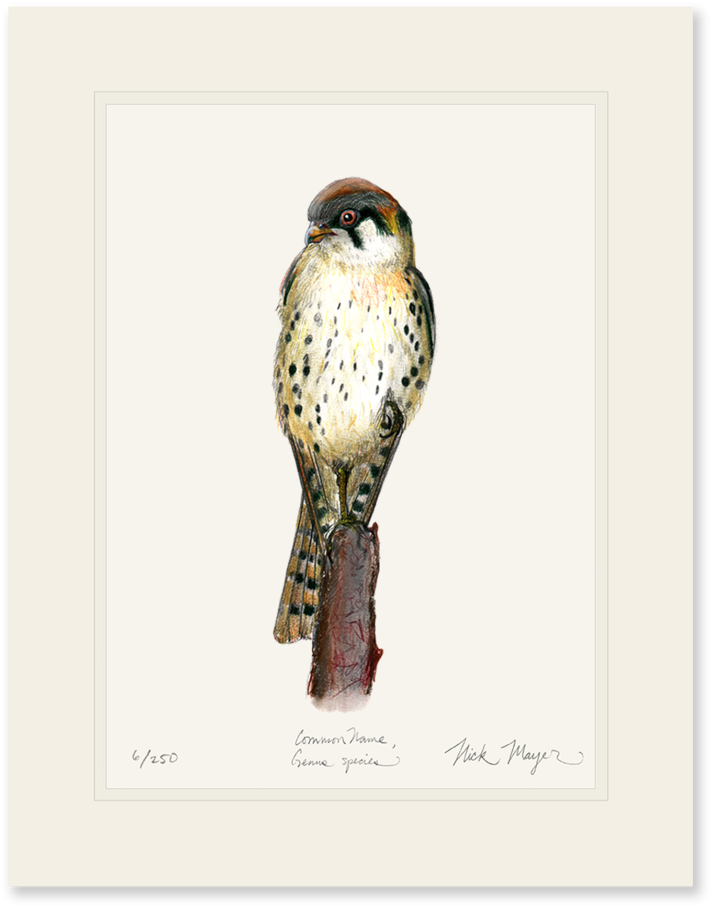 American Kestrel - Art (862x1023), Png Download
