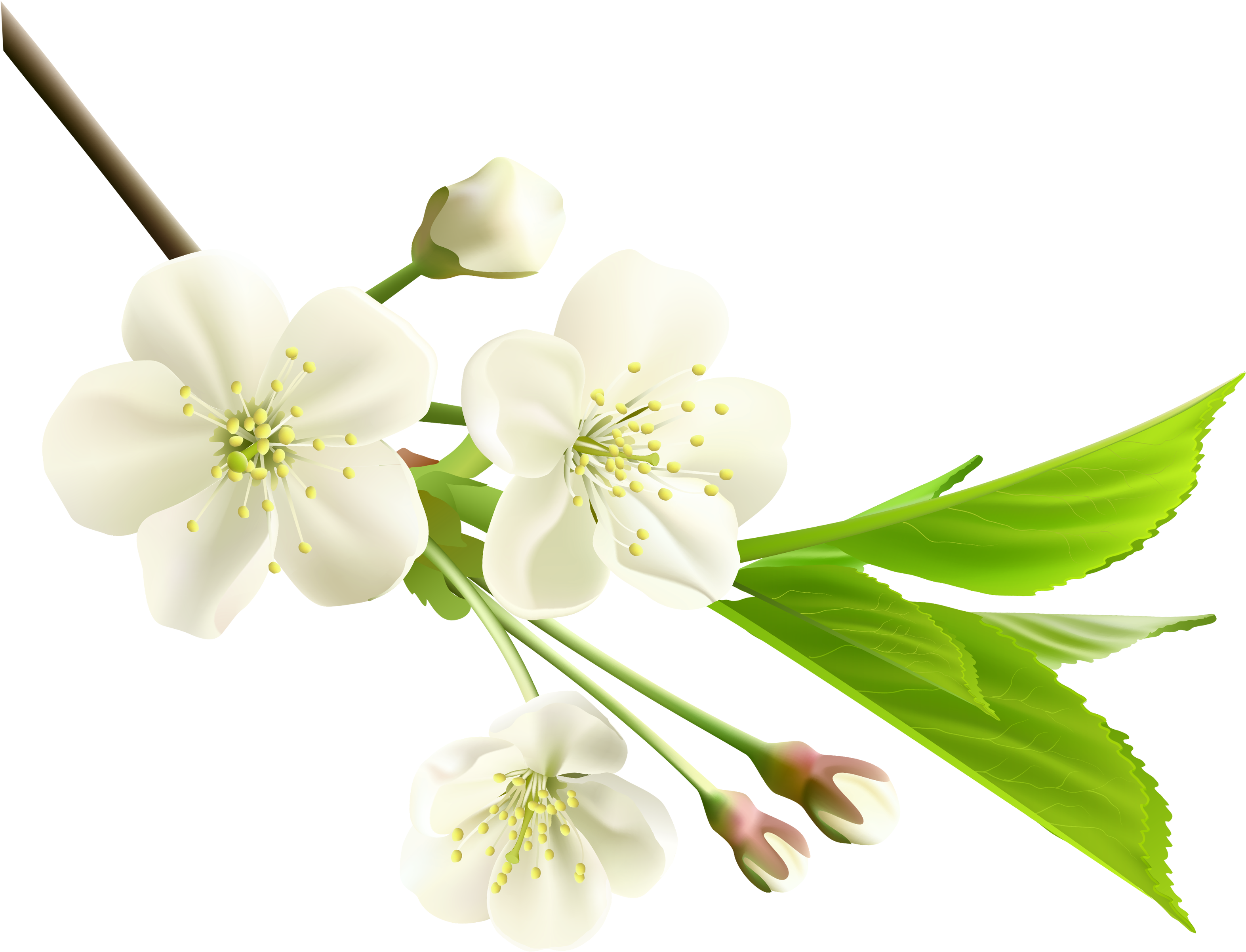 White Flower Clipart Png (3356x2683), Png Download