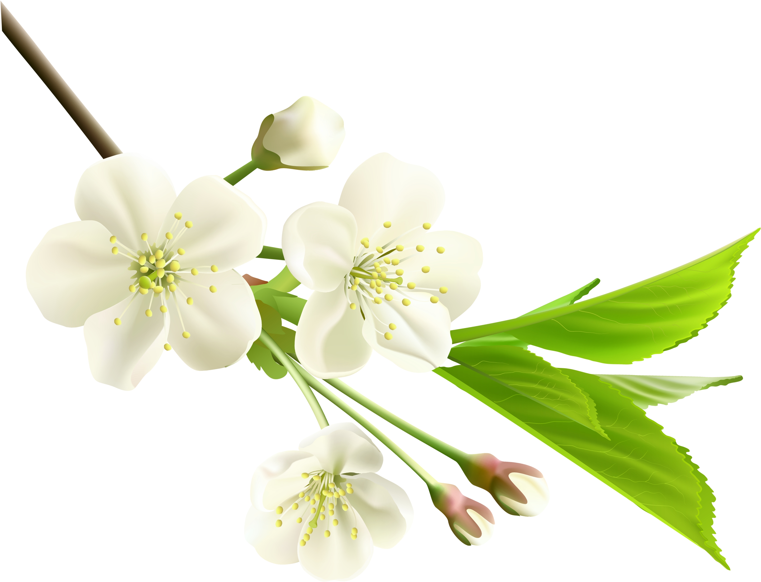 Download White Flower Clipart Png Png Image With No Background Pngkey Com