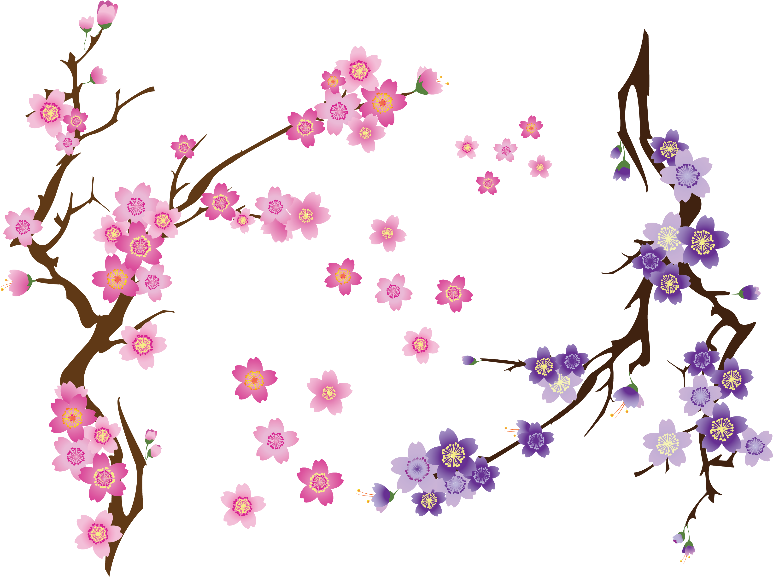 Cherry Blossom Drawing Clip Art - Branch Of Cherry Blossom Png (3300x2550), Png Download