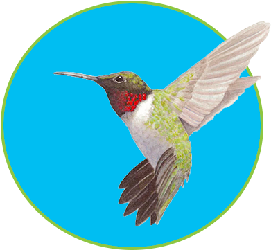 Lore Ruttan Illustration - Hummingbird Illustration (504x360), Png Download
