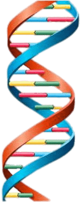 Dna String Multicolour - Model Of Dna Double Helix (400x400), Png Download