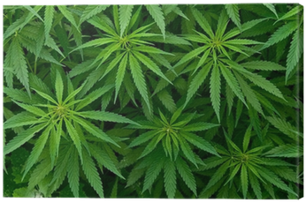 Ganja Called In English (400x400), Png Download