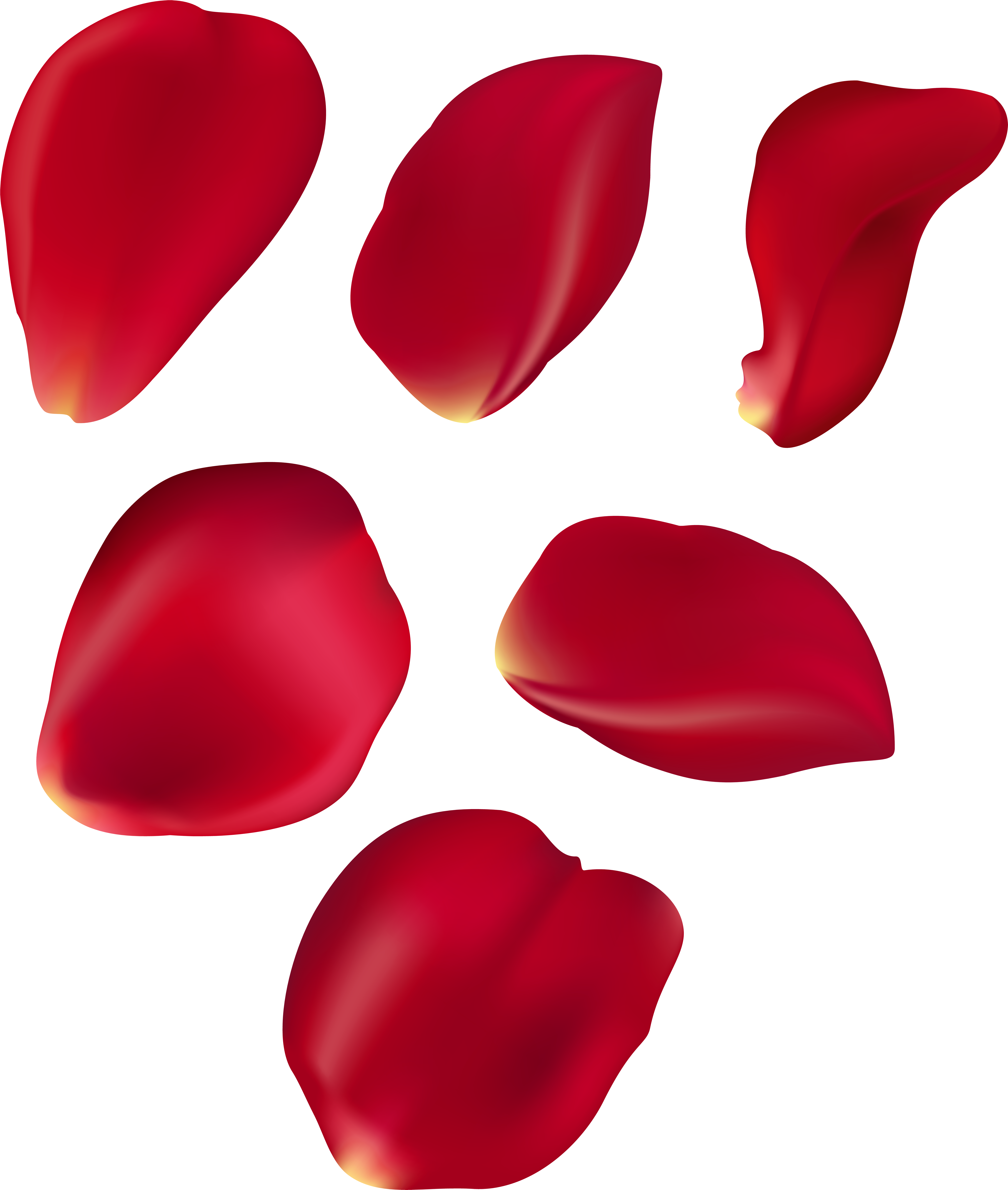 Clip Black And White Rose Petal Set Red Transparent (6808x8000), Png Download