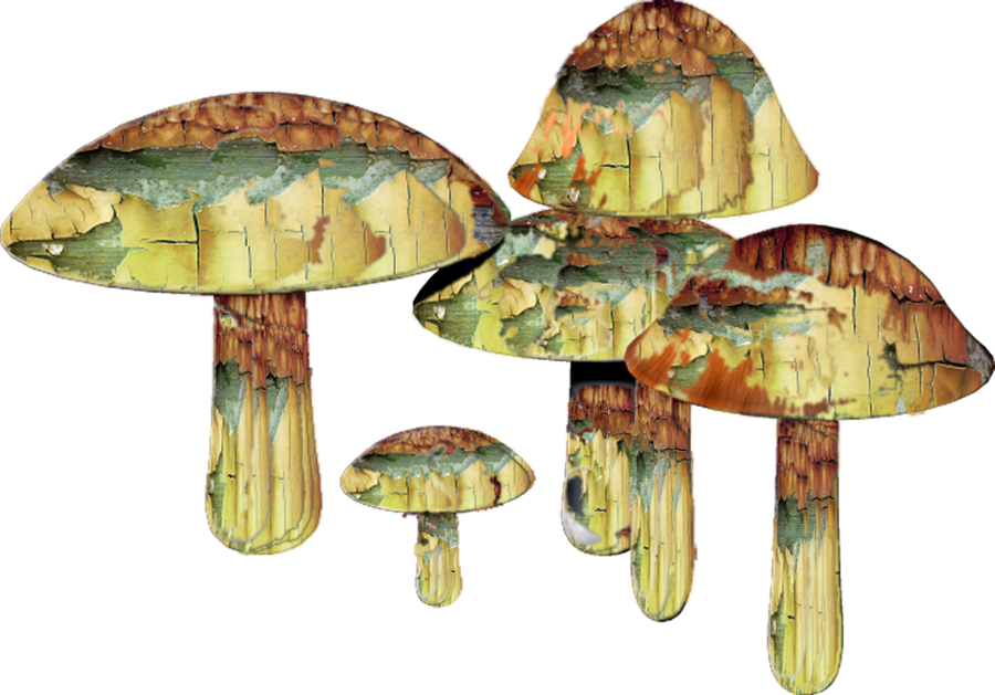 Mushrooms By Mysticmorning On - Mushrooms Drug Png (900x629), Png Download