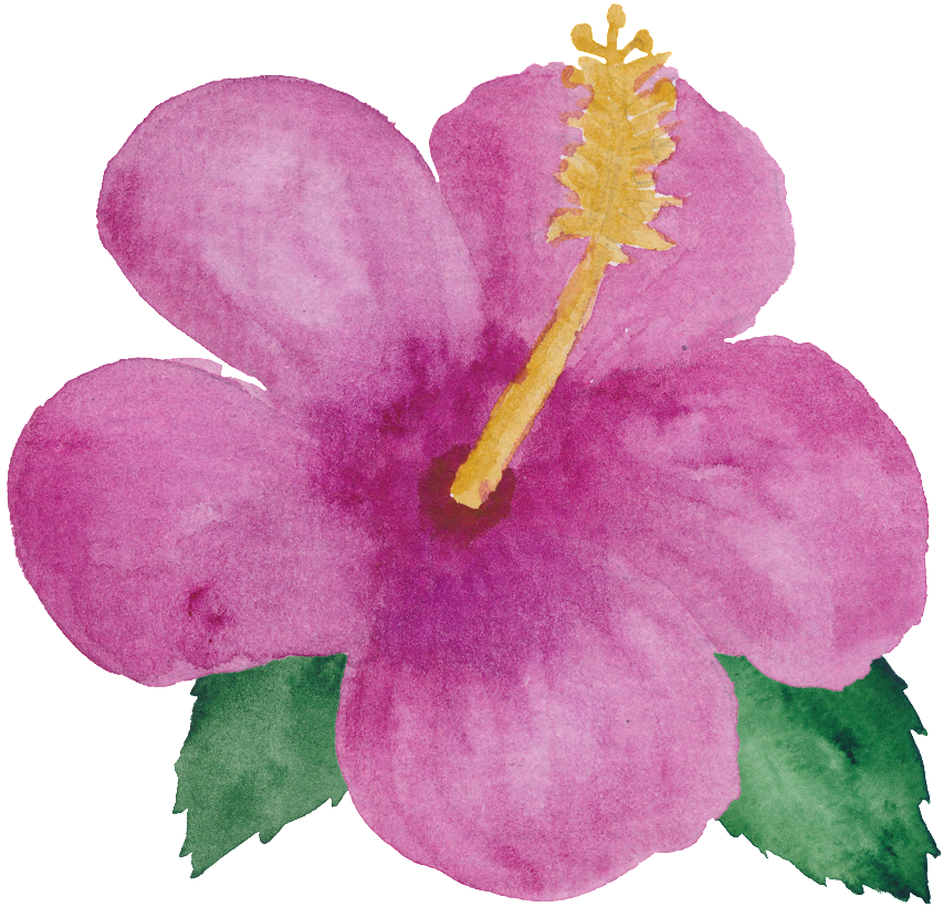 Pink Flower Little Princess Transparent - Petal (1024x1024), Png Download