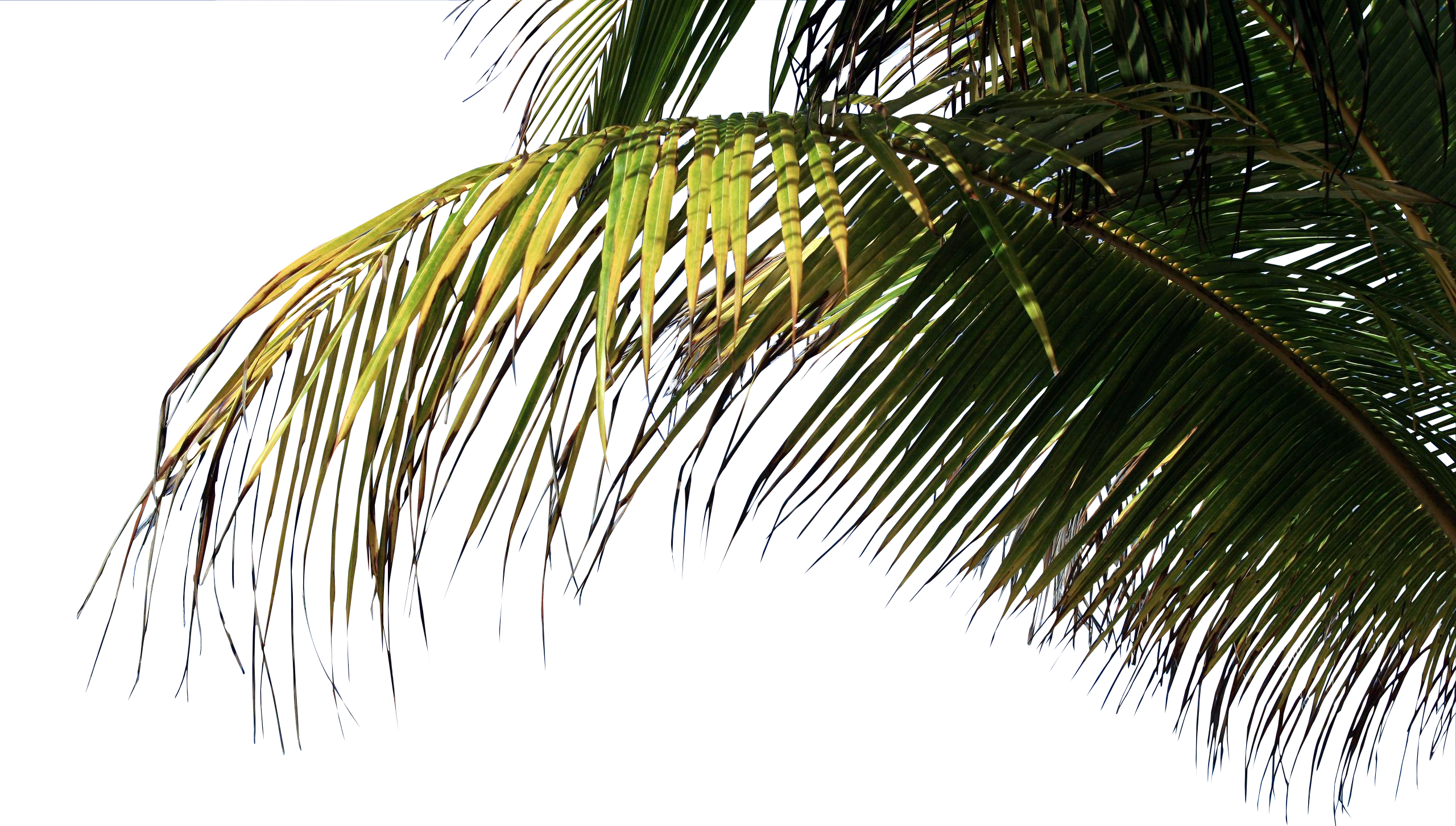 Palm On Beach Png (2560x1453), Png Download