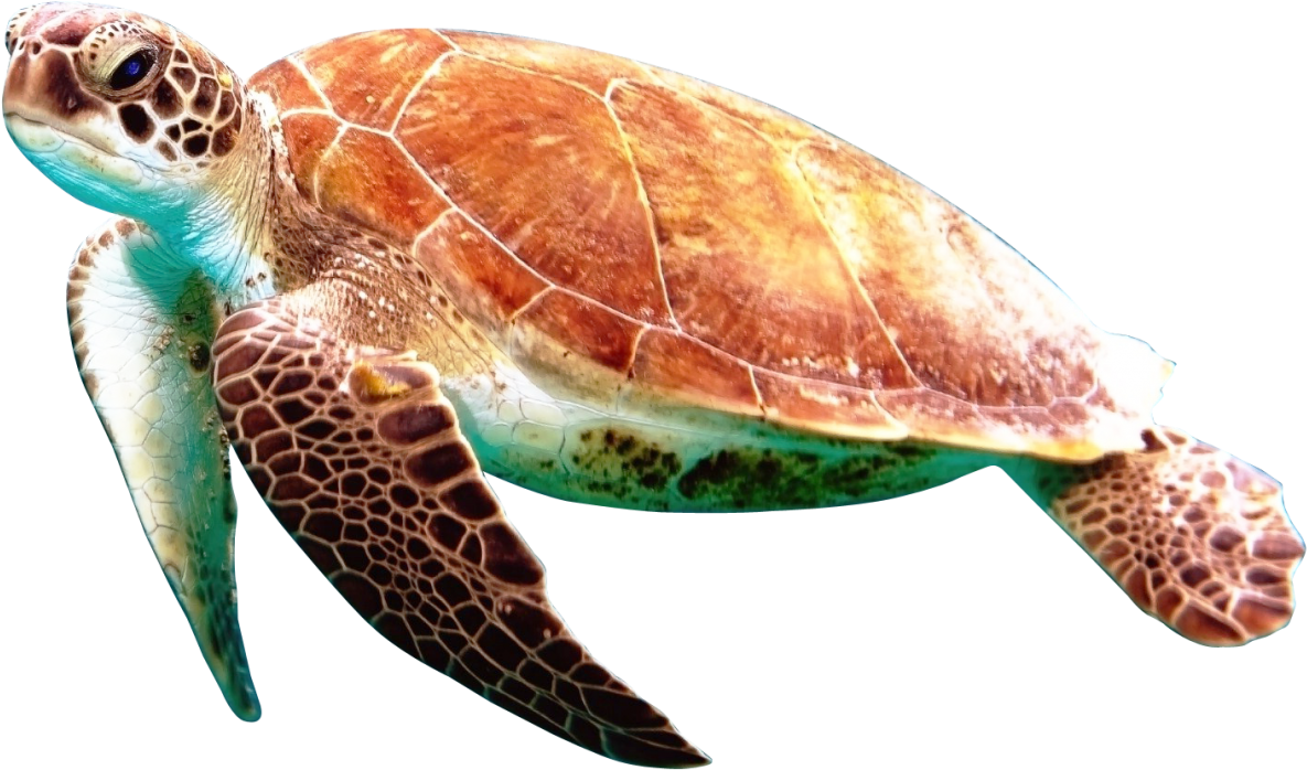 Free Png Turtle Png Images Transparent - Turtle Png (851x528), Png Download
