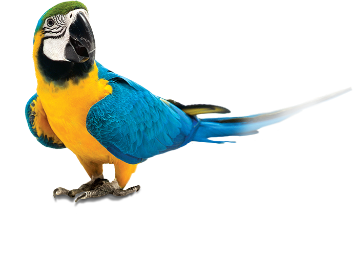 Parrot - Zupreem Fruitblend Flavor Large Parrot Bird Food 35-lb (689x514), Png Download