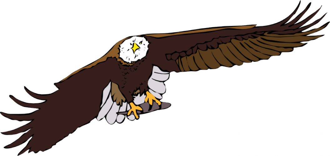 Bald Eagle Vector Graphics - Flying Eagle Clipart (1055x500), Png Download