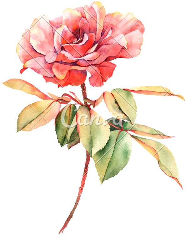 Rose Painting Photography Transprent - Offering My Heart [book] (620x800), Png Download