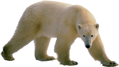 Polar Bear Clear Background (400x400), Png Download