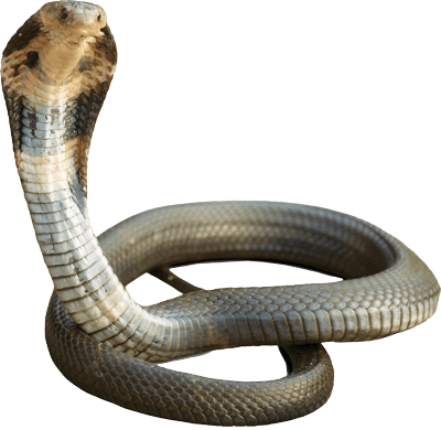 Cobra Png (400x390), Png Download