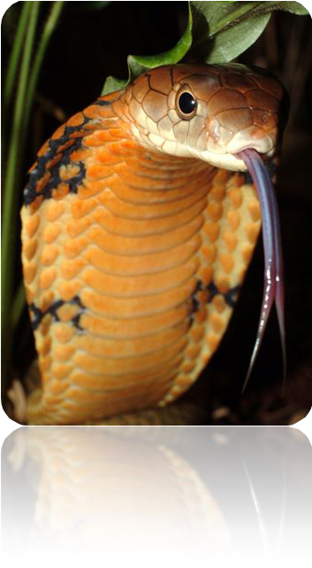 Ft De Cobra (400x670), Png Download