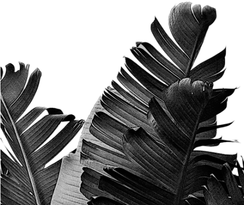 White Background With Plants (500x625), Png Download