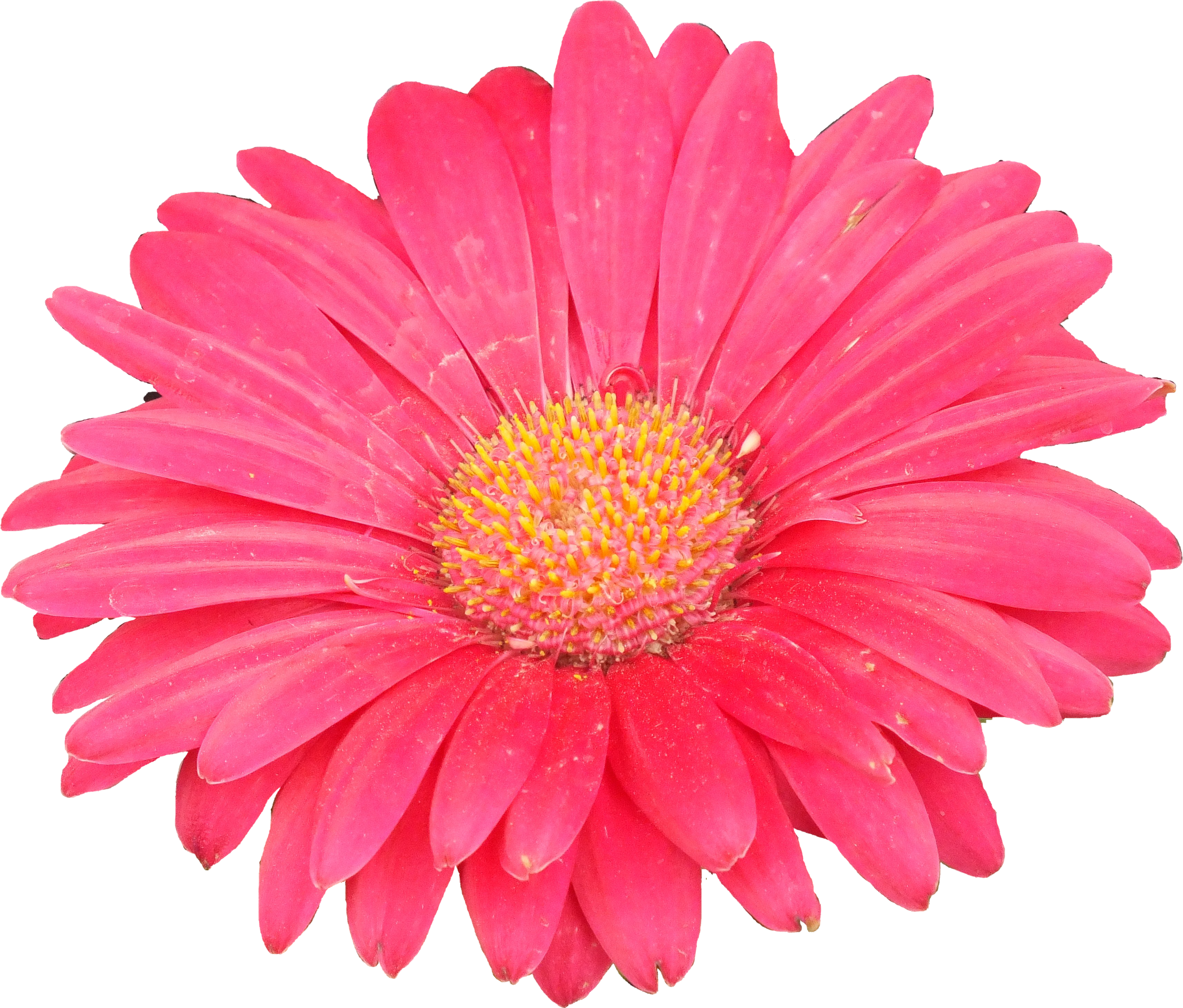 Go To Image - Birth Flower (4016x3038), Png Download