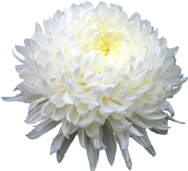 Chrysanthemum Png Hd - White Chrysanthemum Png (811x608), Png Download