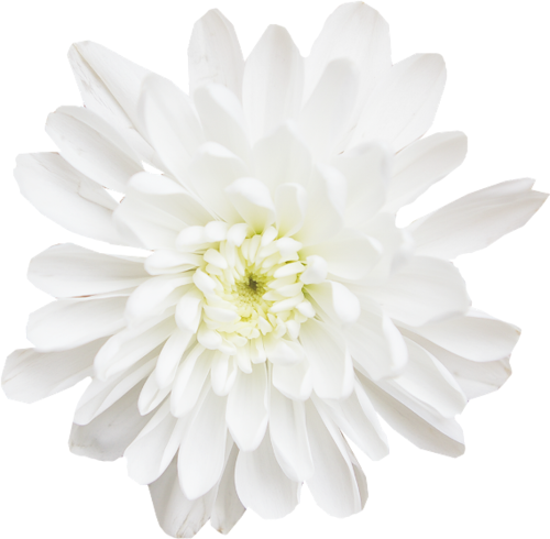 Chrysanthemums - Dahlia (500x490), Png Download