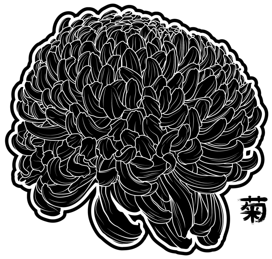 Drawing Transparent Chrysanthemum - Chrysanthemum Drawing Transparent (915x872), Png Download