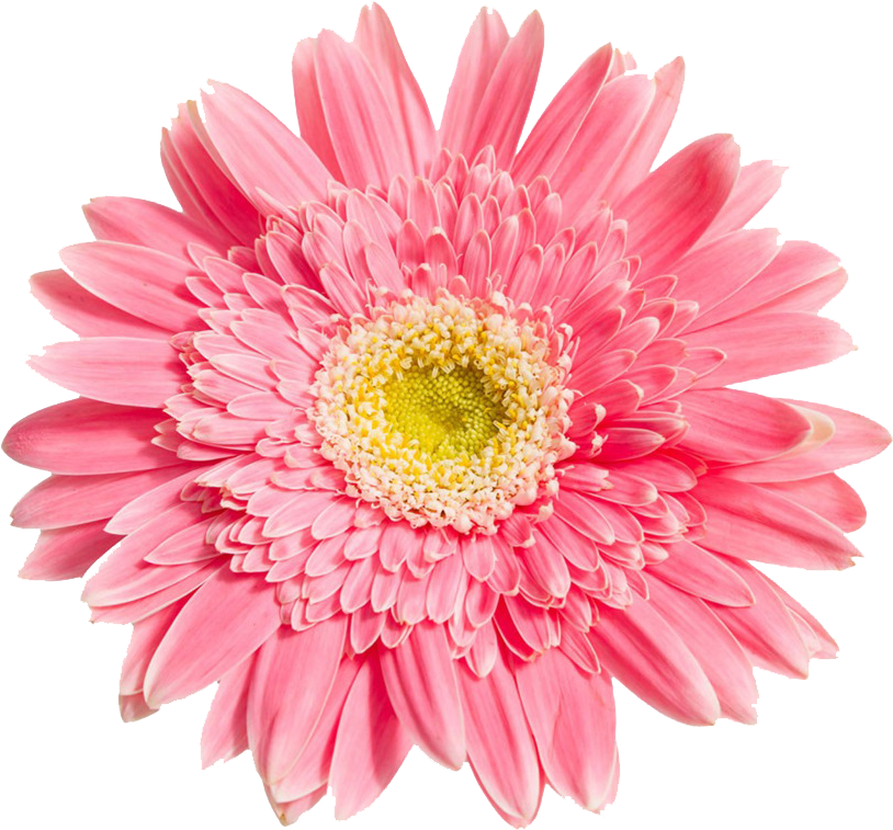 Pink Daisy Like Flower Png - Free Transparent PNG Download - PNGkey