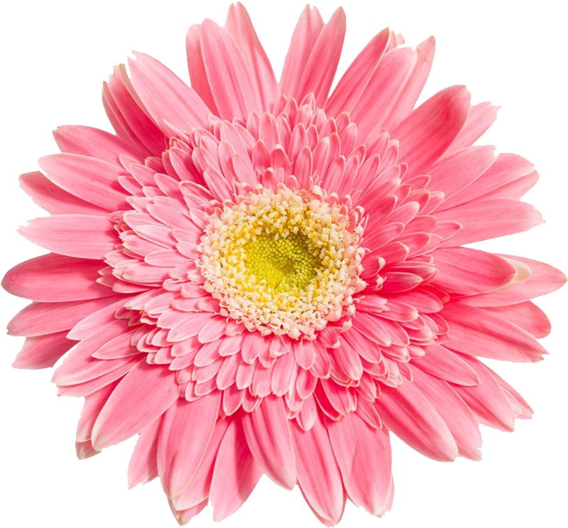Pink Daisy Like Flower Png (900x900), Png Download