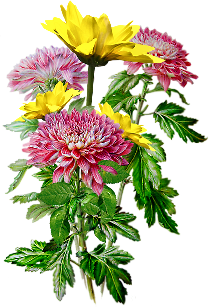 Pin By Elżbieta Berezowska On Png Mix - Рисунки Акварелью (453x640), Png Download