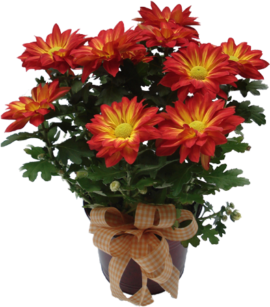 Flower Surprise Png (400x464), Png Download