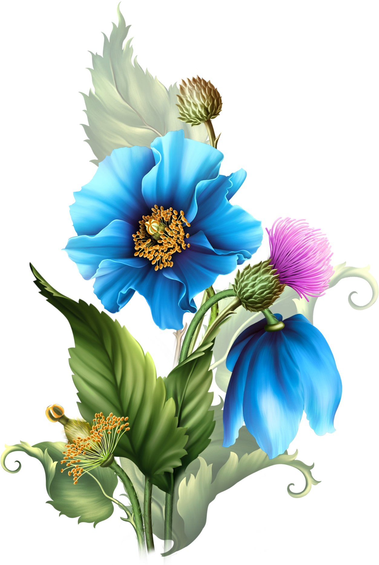 Himalyan Blue Poppies - Flower Png Blue Red (1285x1888), Png Download