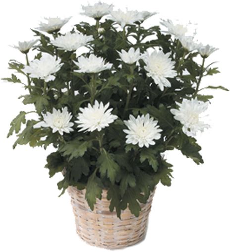 Chrysanthemum - Potted White Mums (600x600), Png Download