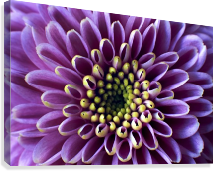 Chrysanthemum Art - African Daisy (429x344), Png Download