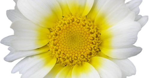 Tidy Tips (500x262), Png Download