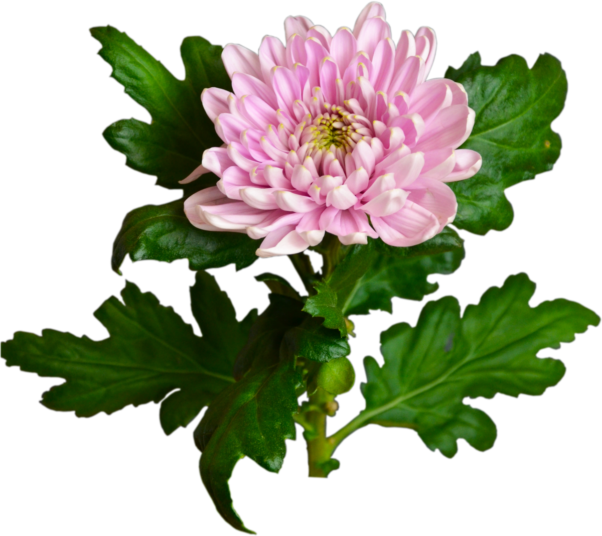 Pink Chrysanthemum Flower Shop Studio Flores - Chrysanthemum (1540x1430), Png Download