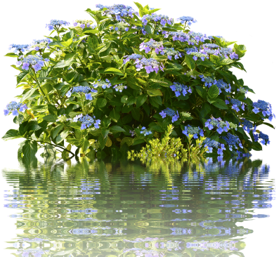 Hydrangeas,hydrangea Garden, - Hortensia Bush (500x372), Png Download
